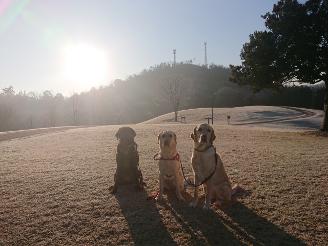 大阪の老犬介護